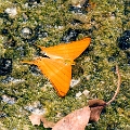 NYMPHALIDAE, Marpesia b. berania